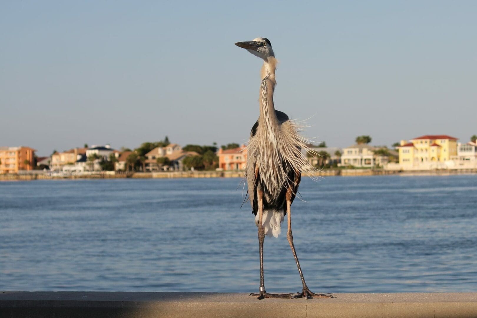 A bird standing on a ledge near a body of water.